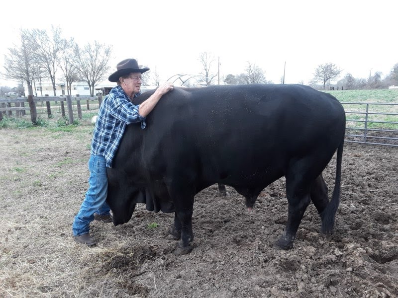 Dad with Bull